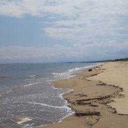 マゴチ釣れない