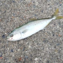 根魚