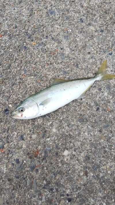 根魚