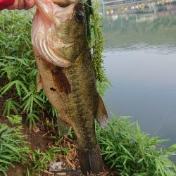 グッドコンディション