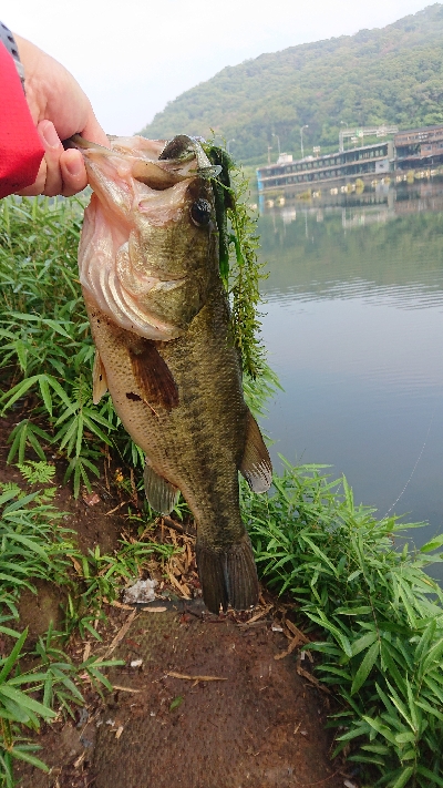 グッドコンディション