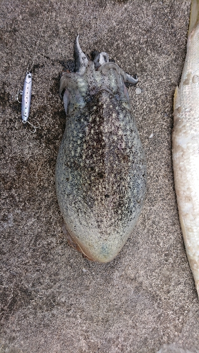 カマスとイカ