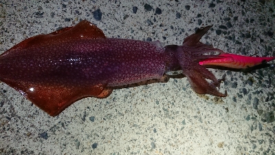 仕事終わりエギング