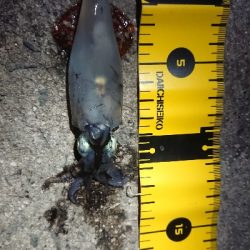 仕事終わりのケンサキ狙い