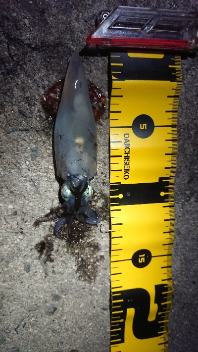 仕事終わりのケンサキ狙い