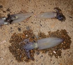 仕事終わりのケンサキ狙い