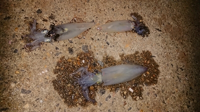 仕事終わりのケンサキ狙い