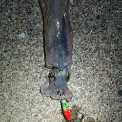 仕事終わりケンサキ狙い