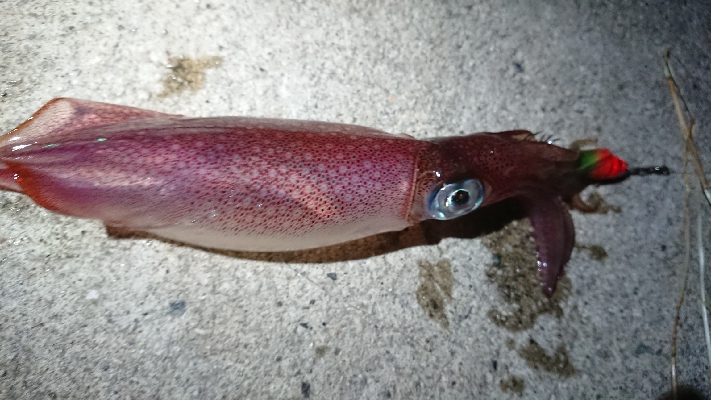 仕事終わりケンサキエギング