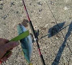 かわいい物釣り