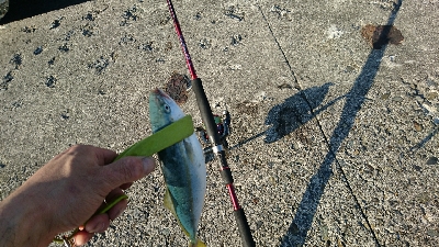 かわいい物釣り