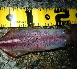 仕事終わりケンサキエギング