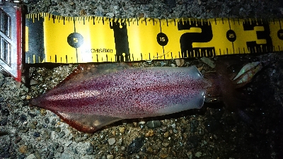 仕事終わりケンサキエギング