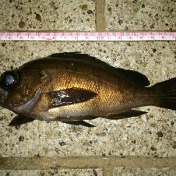 久々にアカメバル??