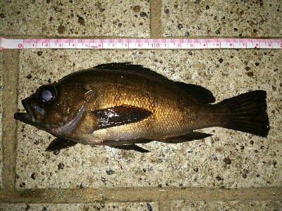 久々にアカメバル??