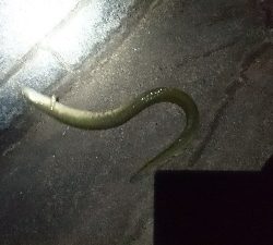 夜釣りで太〜い天然うなぎ2匹