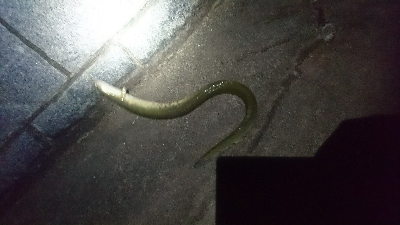夜釣りで太〜い天然うなぎ2匹