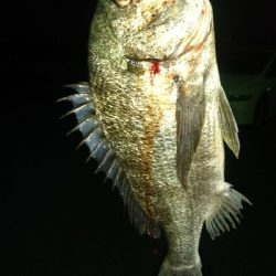 ブッコミ釣りでクロダイ