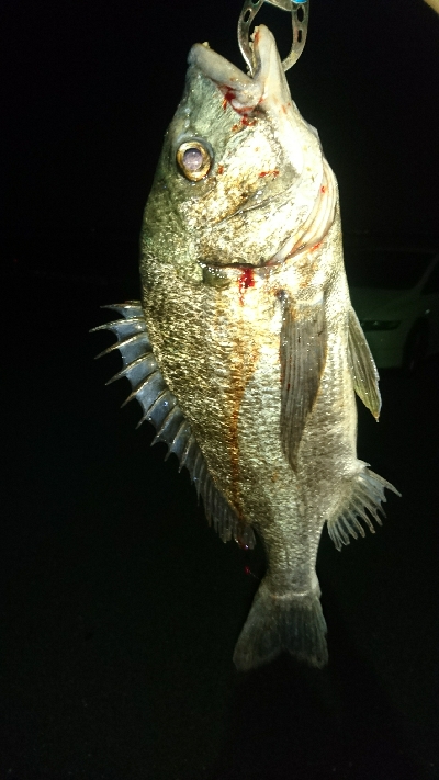 ブッコミ釣りでクロダイ