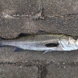 鱸 …69cm… @ 平潟湾