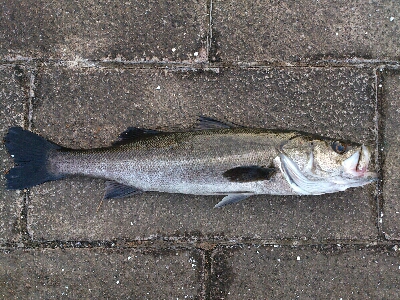 鱸 …69cm… @ 平潟湾