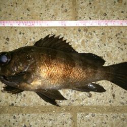 リベンジ成功！