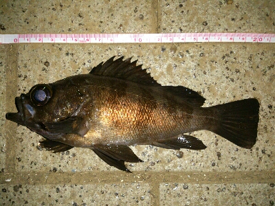 リベンジ成功！