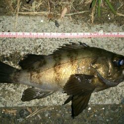 シロメバル 24cm?…後…フッコ 30cm?