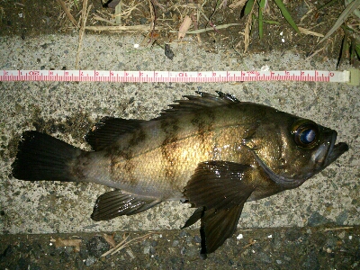 シロメバル 24cm?…後…フッコ 30cm?