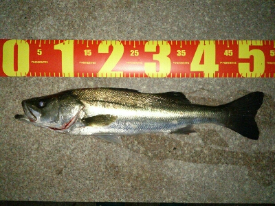 6/23(日)の釣果。シーバス (フッコ)…