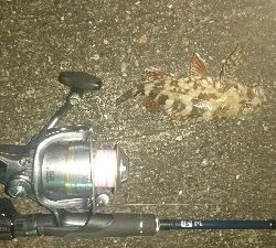 今日も懲りずに