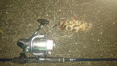 今日も懲りずに