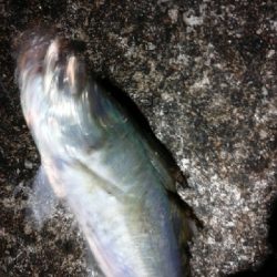 尺アジに届かず