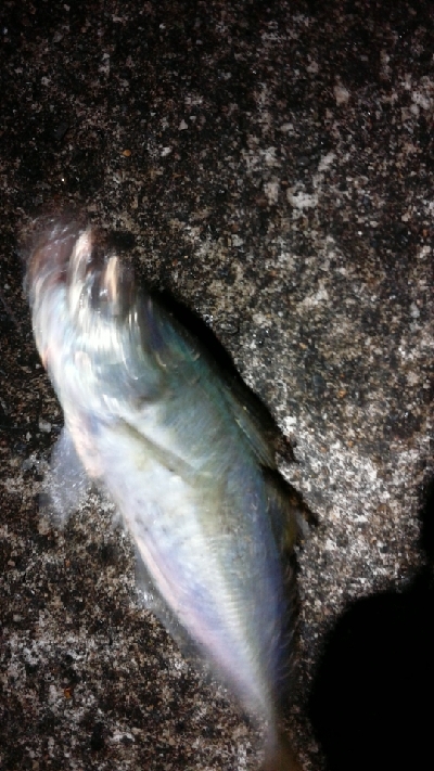 尺アジに届かず