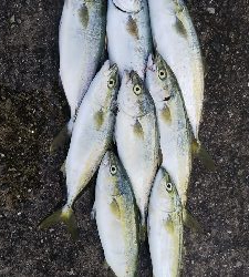 ツバス祭継続中‼️