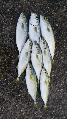 ツバス祭継続中‼࿠…