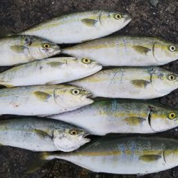 ツバス祭継続中‼️