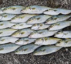 ツバス祭継続中