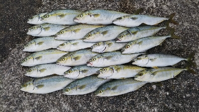 ツバス祭継続中