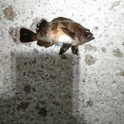 ウィードエリアにて