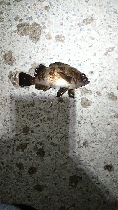 ウィードエリアにて