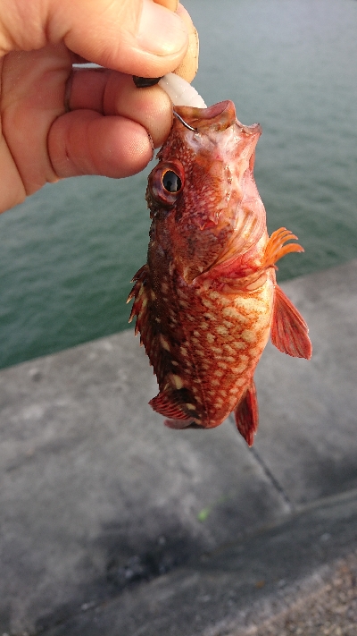 釣り部  釣行記  31