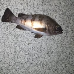 同じポイントにて。