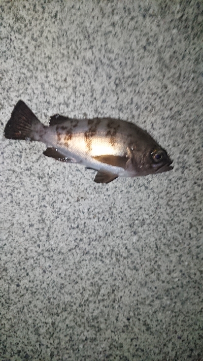 同じポイントにて。