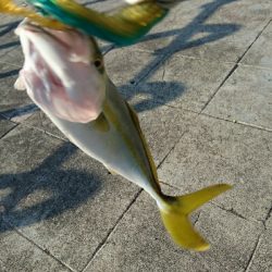 ポツリポツリ モジャコ