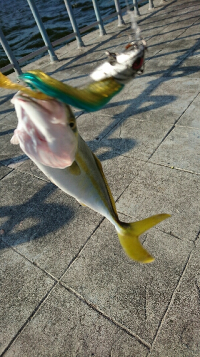 ポツリポツリ モジャコ