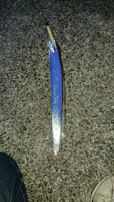 釣り部  釣行記  32