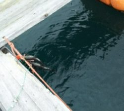 ヒラスズキ爆釣!!