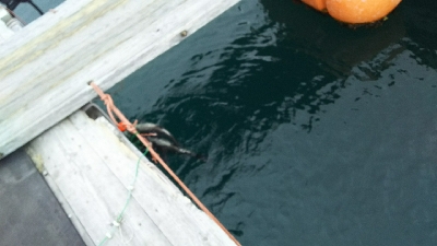 ヒラスズキ爆釣！！