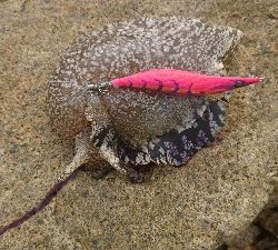 イカが釣りたくて